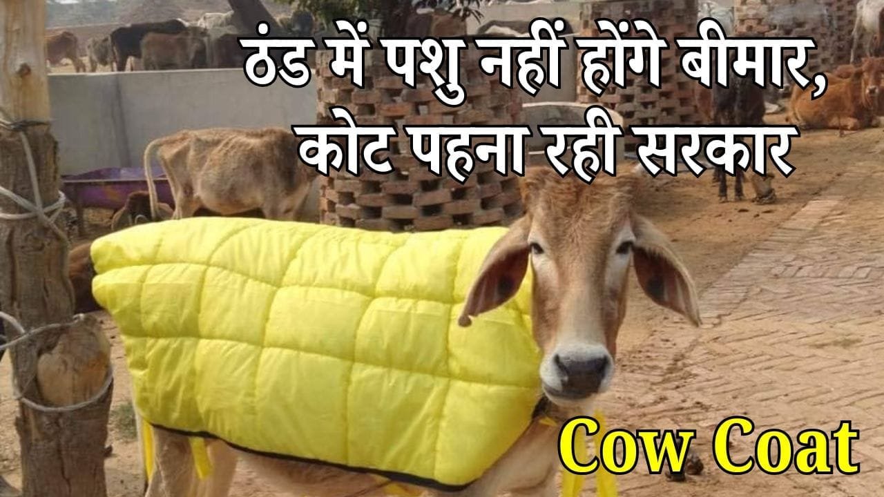 गोवंश आश्रय केंद्र