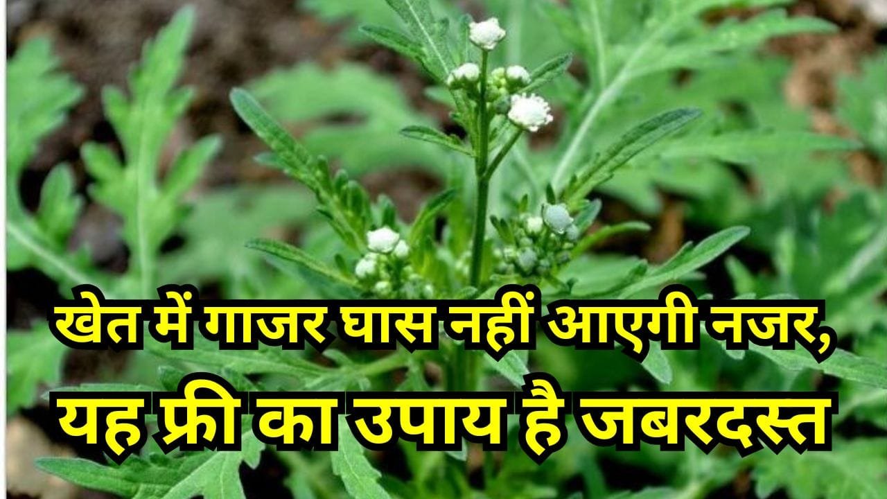 गाजर घास खेत से कैसे हटाए