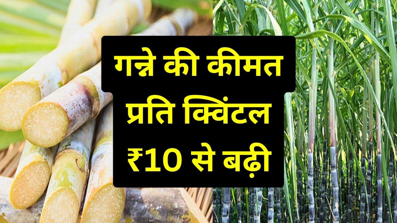 गन्ने की कीमत