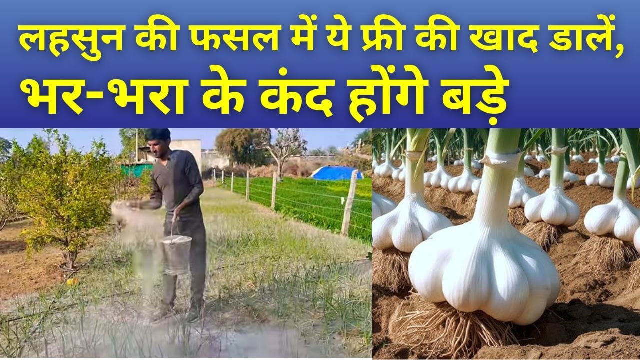 लहसुन की फसल