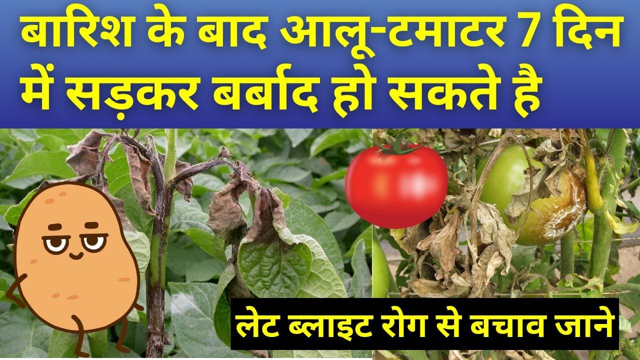 लेट ब्लाइट रोग