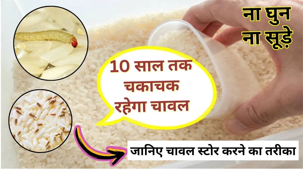 चावल में घुन