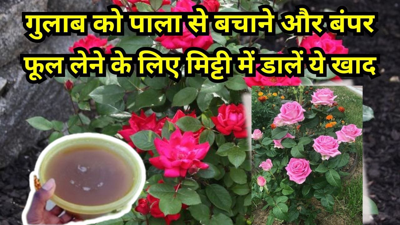 गुलाब के लिए खाद