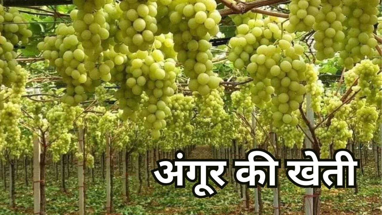 Grapes Farming