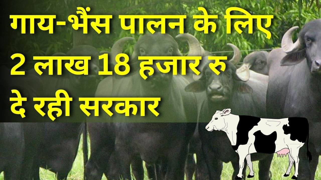 मुख्यमंत्री दुधारू पशु प्रदाय योजना