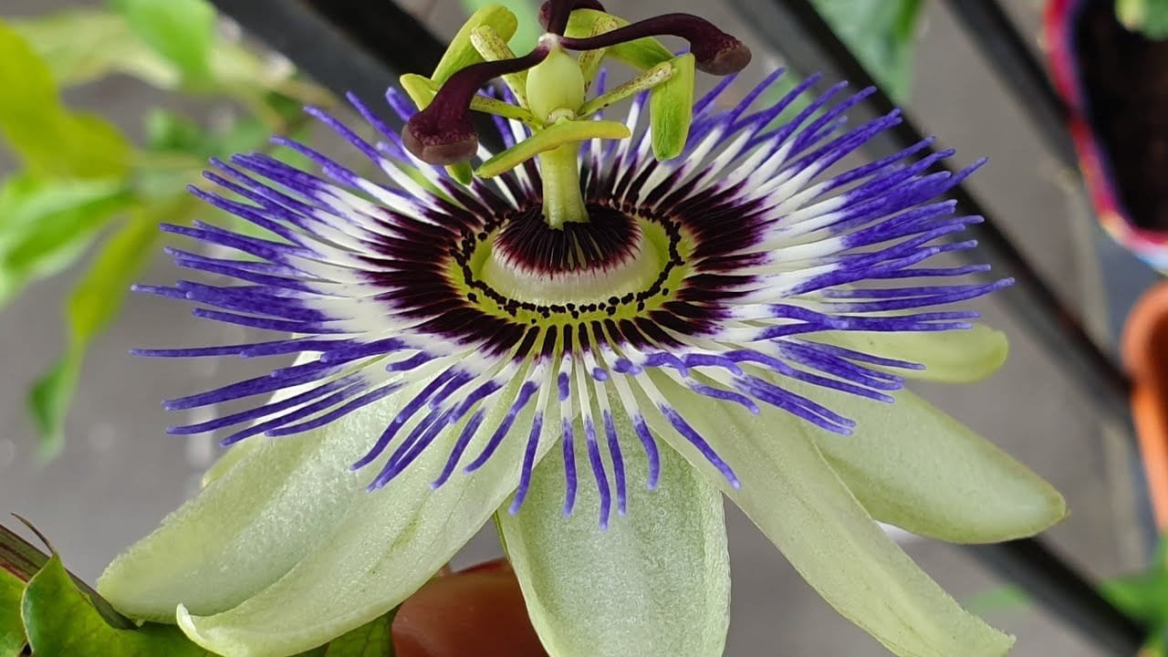 कृष्णकमल कैसे लगाए