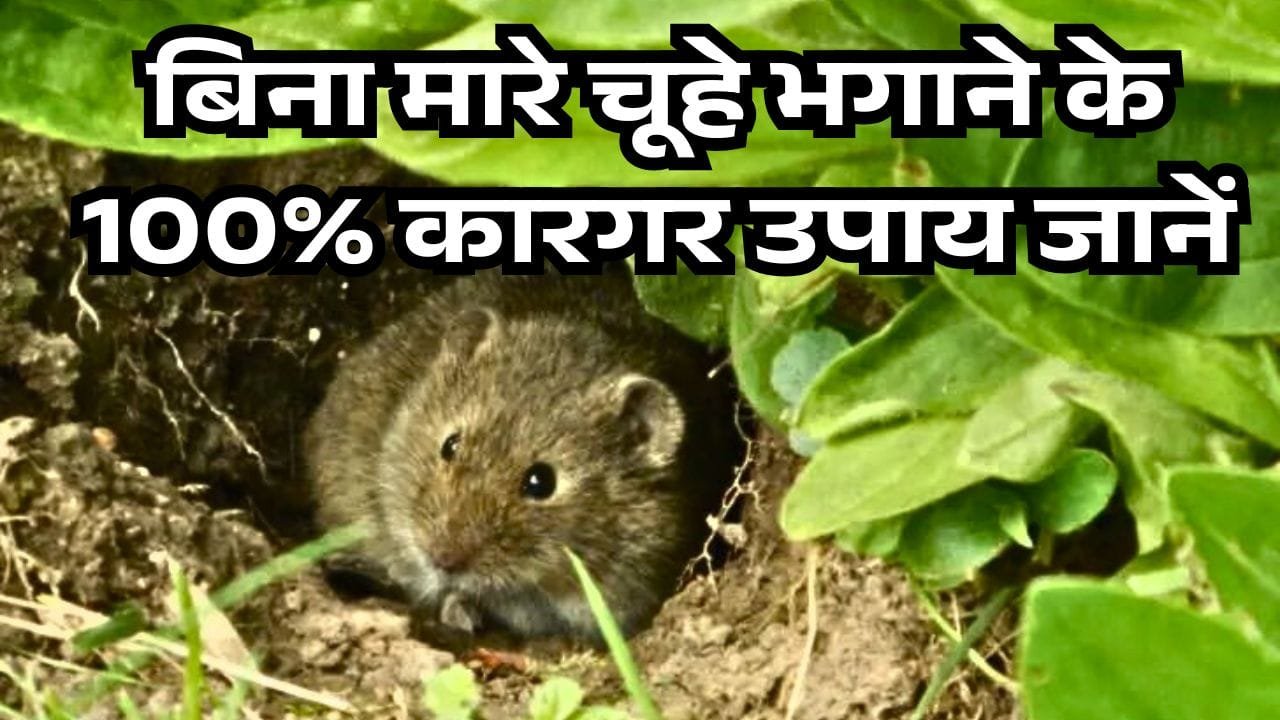चूहे कैसे भगाएं