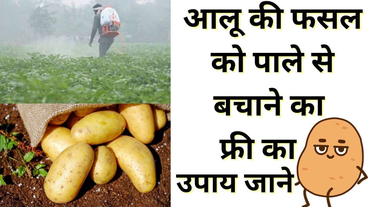 पाला