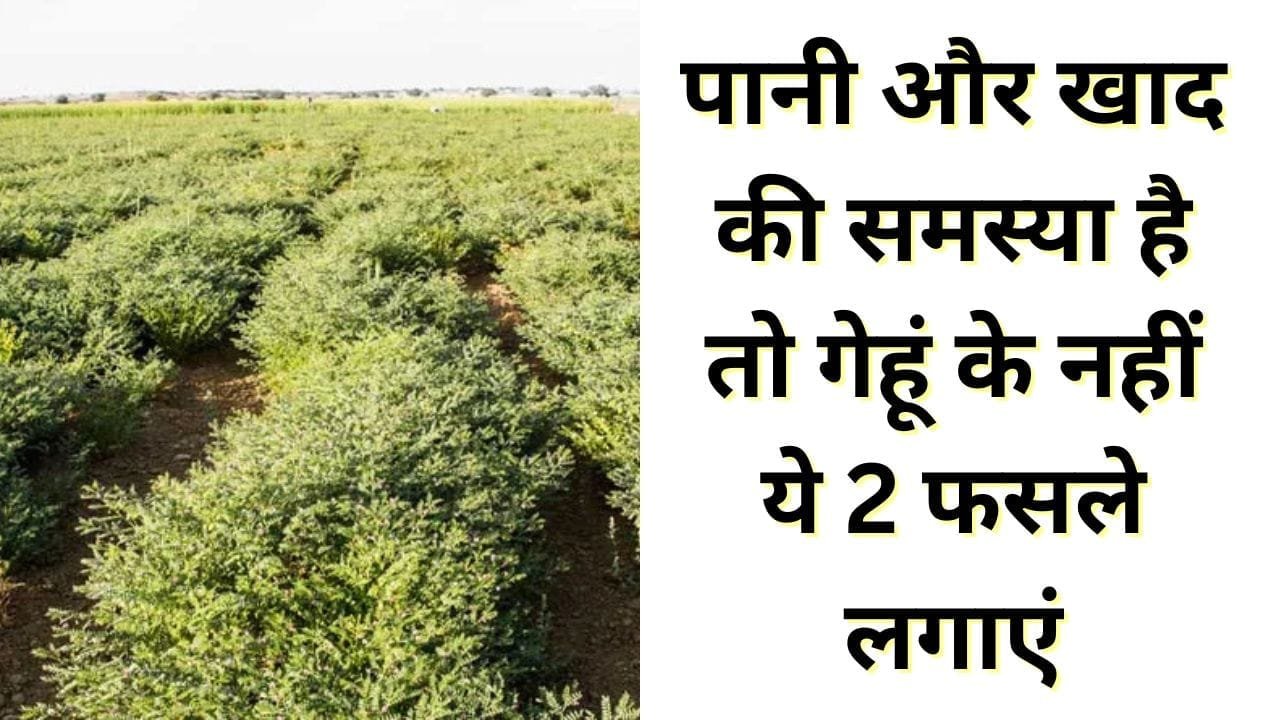 चना और राई की खेती
