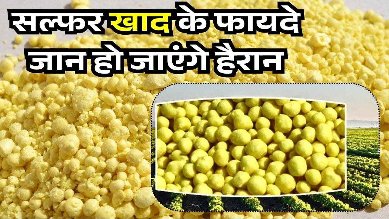 सल्फर फ़र्टिलाइज़र के फायदे
