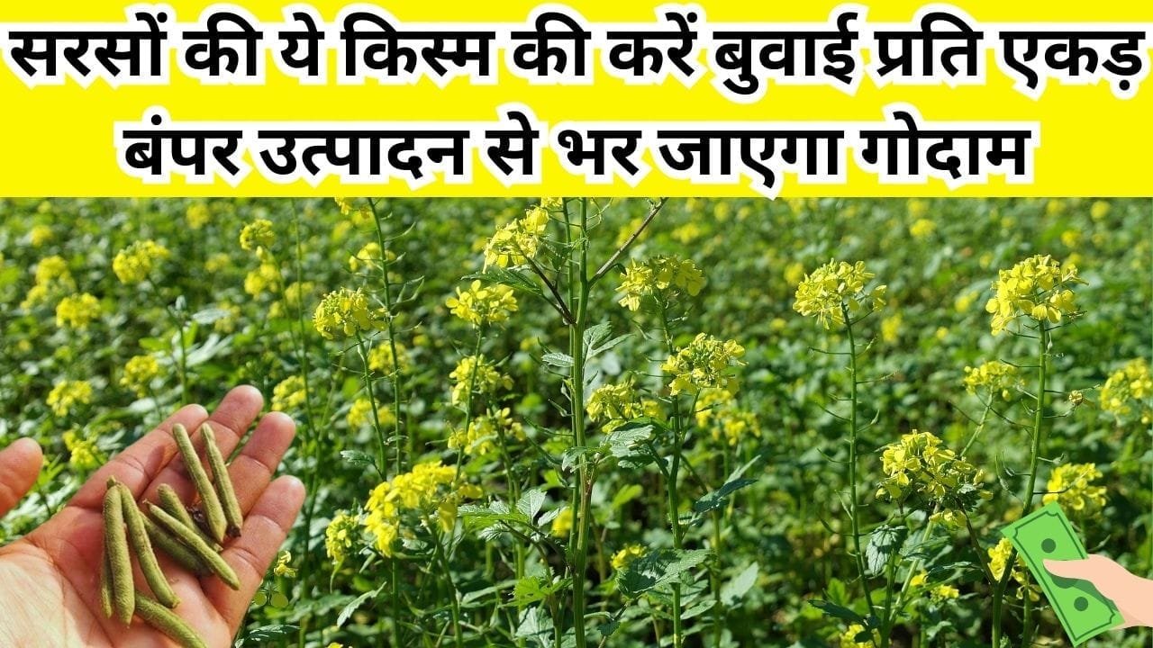 सरसों की ये किस्म की करें बुवाई, प्रति एकड़ होगी छप्परफाड़ कमाई बंपर उत्पादन से भर जाएगा गोदाम, जाने नाम और काम