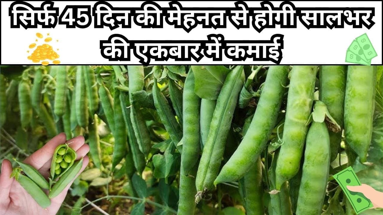 सिर्फ 45 दिन की मेहनत से होगी सालभर की एकबार में कमाई, अभी भी कर सकते है मटर की ये किस्म की बुवाई मार्केट में है खूब डिमांड, जाने नाम