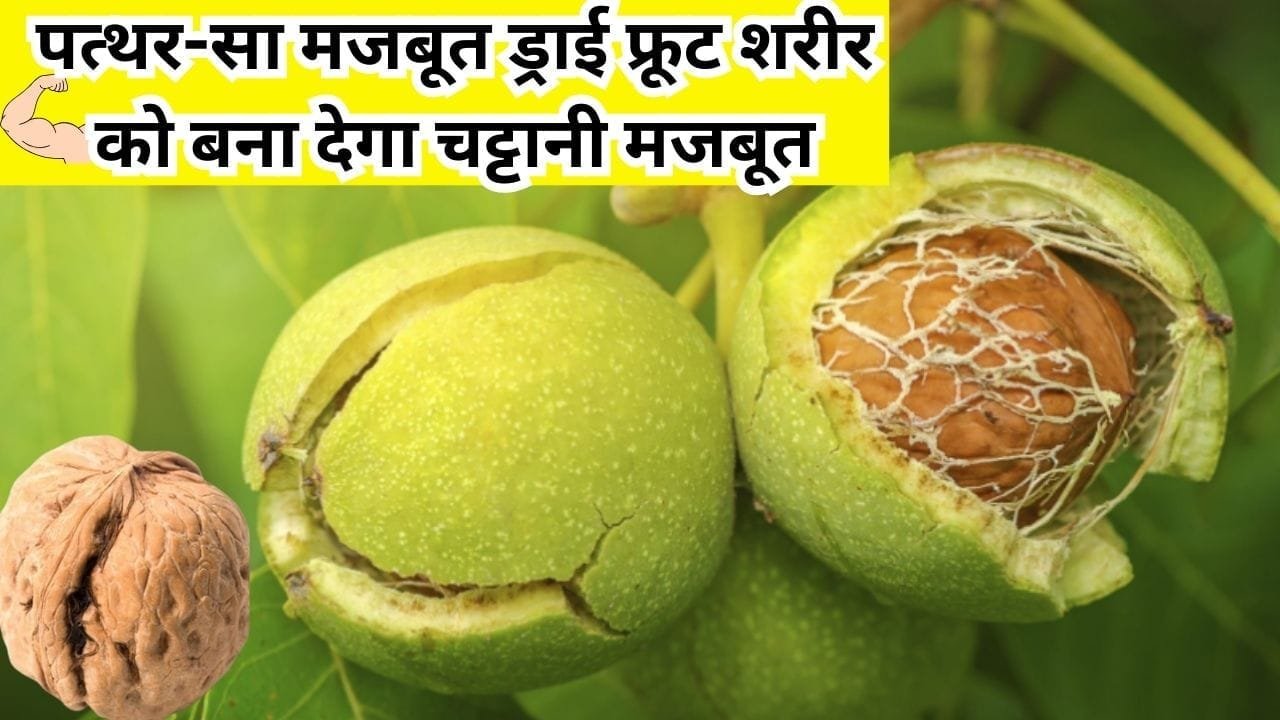 पत्थर-सा मजबूत ड्राई फ्रूट शरीर को बना देगा चट्टानी मजबूत, सेवन से आएगी 200 घोड़े जितनी ताकत खेती से होगी 100 साल तक कमाई, जाने नाम