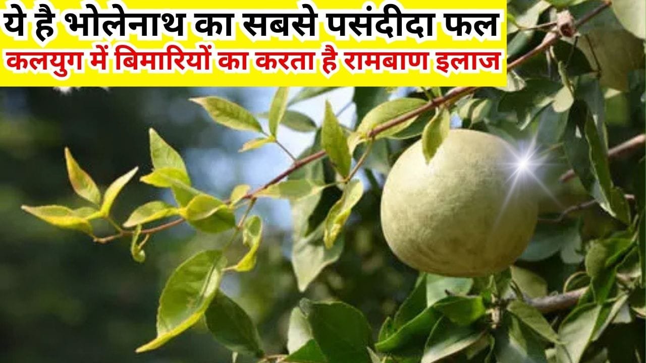 ये है भोलेनाथ का सबसे पसंदीदा फल, कलयुग में बिमारियों का करता है रामबाण इलाज, जाने नाम और काम