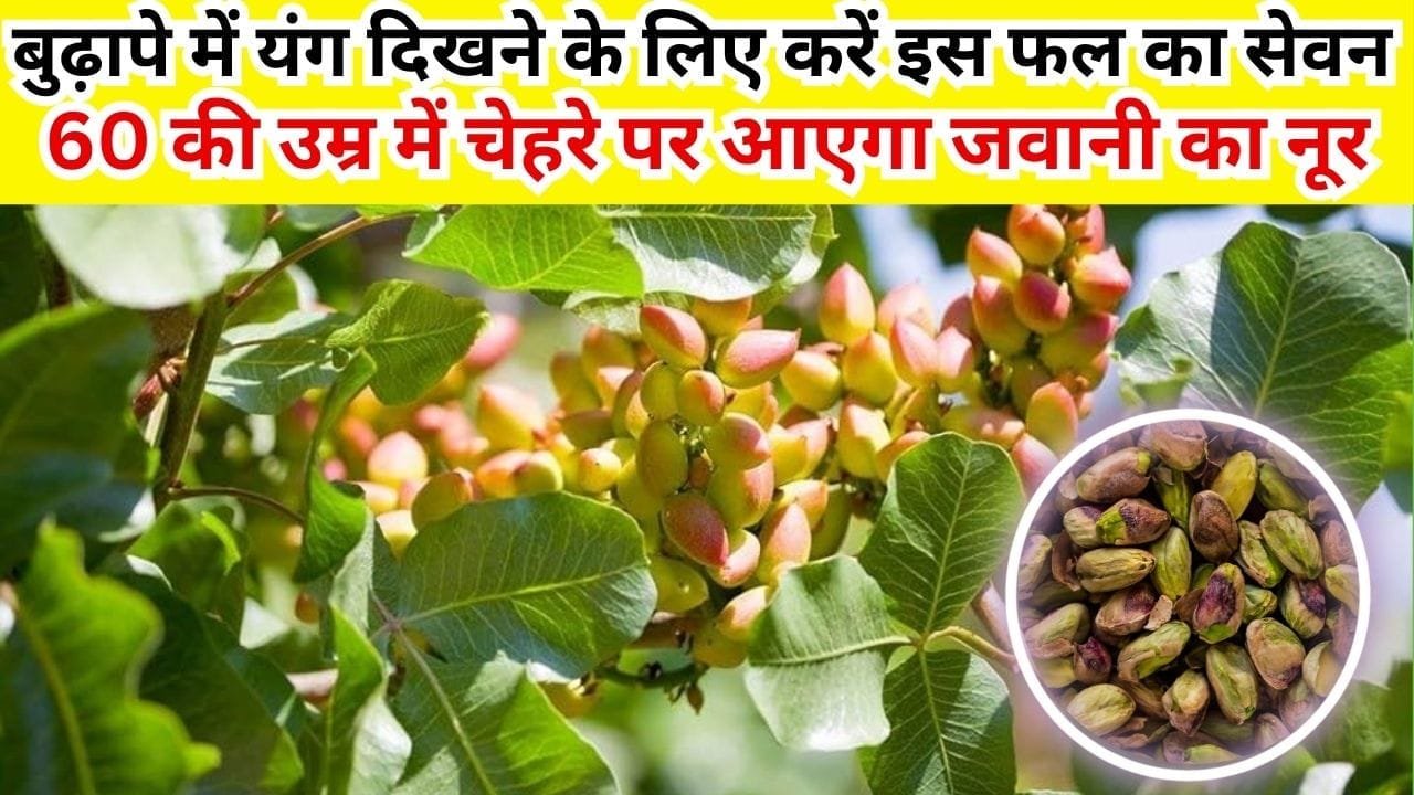 बुढ़ापे में यंग दिखने के लिए करें इस फल का सेवन, 60 की उम्र में चेहरे पर आएगा जवानी का नूर खेती से होगी जीवन भर कमाई, जाने नाम