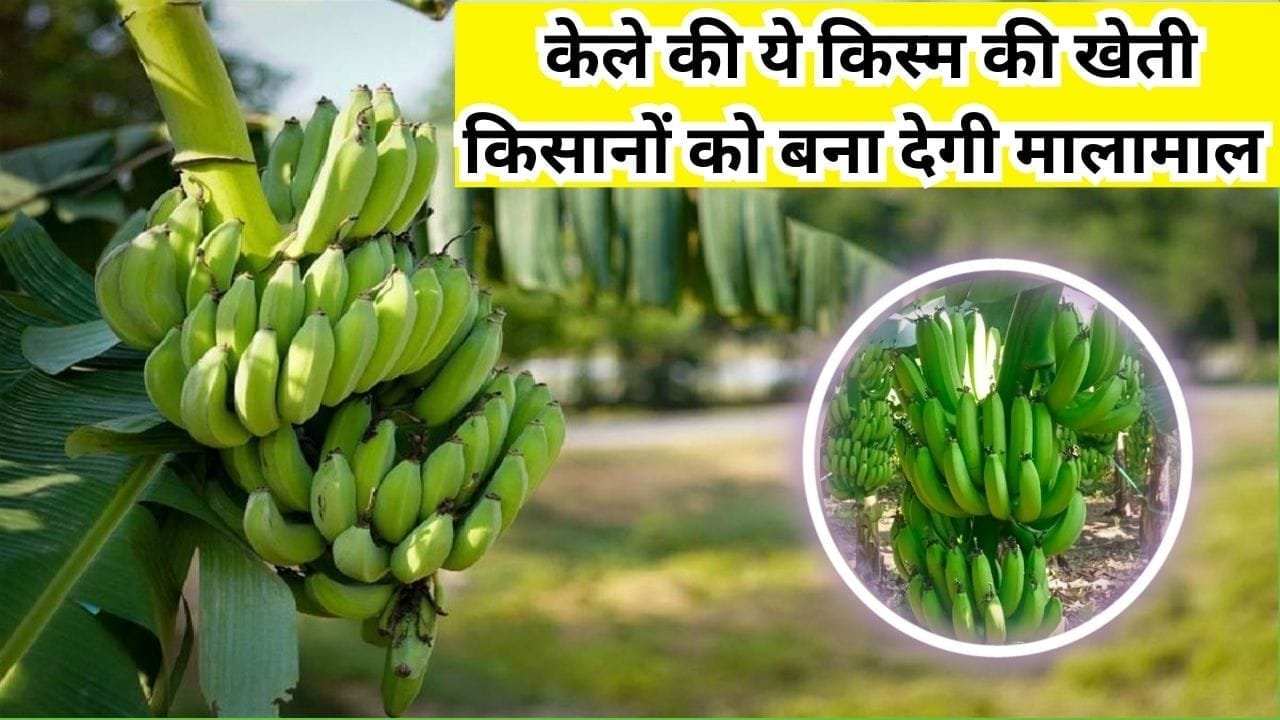 केले की ये किस्म की खेती किसानों को बना देगी मालामाल, 1 एकड़ में देती है छप्परफाड़ उत्पादन समेत बंपर मुनाफा, जाने नाम और काम