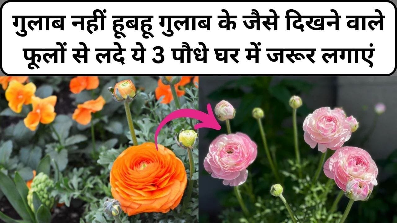 गुलाब नहीं हूबहू गुलाब के जैसे दिखने वाले फूलों से लदे ये 3 पौधे, घर में जरूर लगाएं 4 गुना हो जाएगी बगीचे की ख़ूबसूरती, जाने नाम