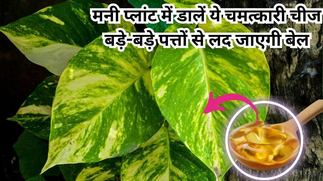Gardening tips: मनी प्लांट में डालें ये चमत्कारी चीज, ठंड में नहीं सूखेगी पत्तियां बड़े-बड़े पत्तों से लद जाएगी बेल 4 गुना होगी ग्रोथ, जाने नाम