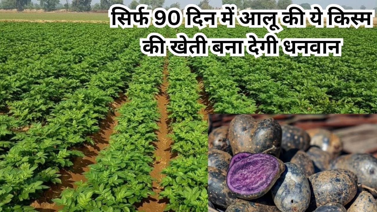 सिर्फ 90 दिन में आलू की ये किस्म की खेती बना देगी धनवान, 1 एकड़ में होगा छप्परफाड़ उत्पादन, जाने नाम और काम