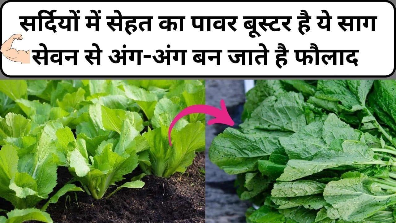 सर्दियों में सेहत का पावर बूस्टर है ये साग, सेवन से अंग-अंग बन जाते है ताकतवर फौलाद मार्केट में है खूब डिमांड, जाने नाम और काम