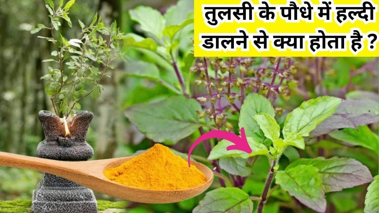 तुलसी के पौधे में हल्दी डालने से क्या होता है, क्या देखने मिलेंगे शुभ परिणाम, जानिए जरुरी बात