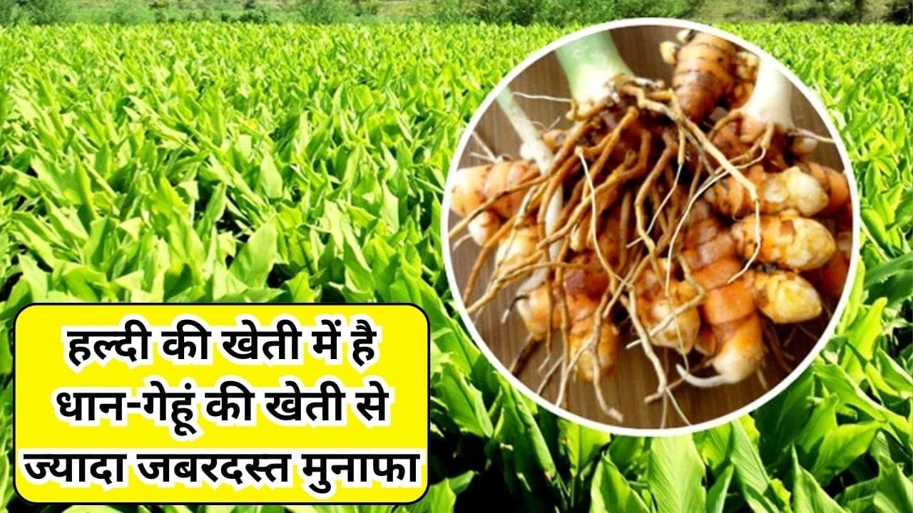 हल्दी की खेती में है धान-गेहूं की खेती से ज्यादा जबरदस्त मुनाफा, कम लागत मेहनत में बना देगी लखपति, जाने बुवाई का आसान तरीका