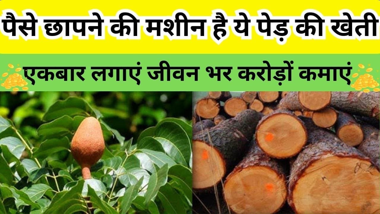पैसे छापने की मशीन है ये पेड़ की खेती, एकबार लगाएं जीवन भर करोड़ों कमाएं 1 एकड़ में होगी मोटी कमाई, जाने नाम