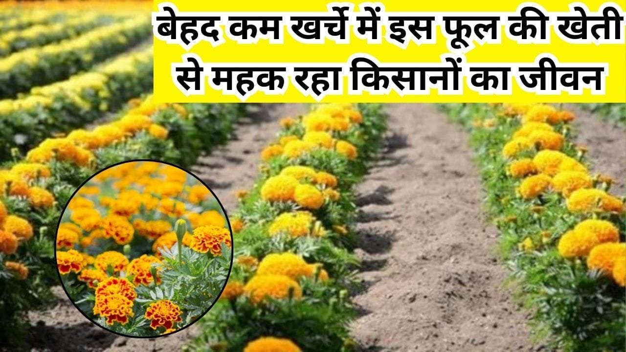 बेहद कम खर्चे में इस फूल की खेती से महक रहा किसानों का जीवन, 1 एकड़ में हो रहा तगड़ा उत्पादन समेत बंपर मुनाफा, जाने नाम