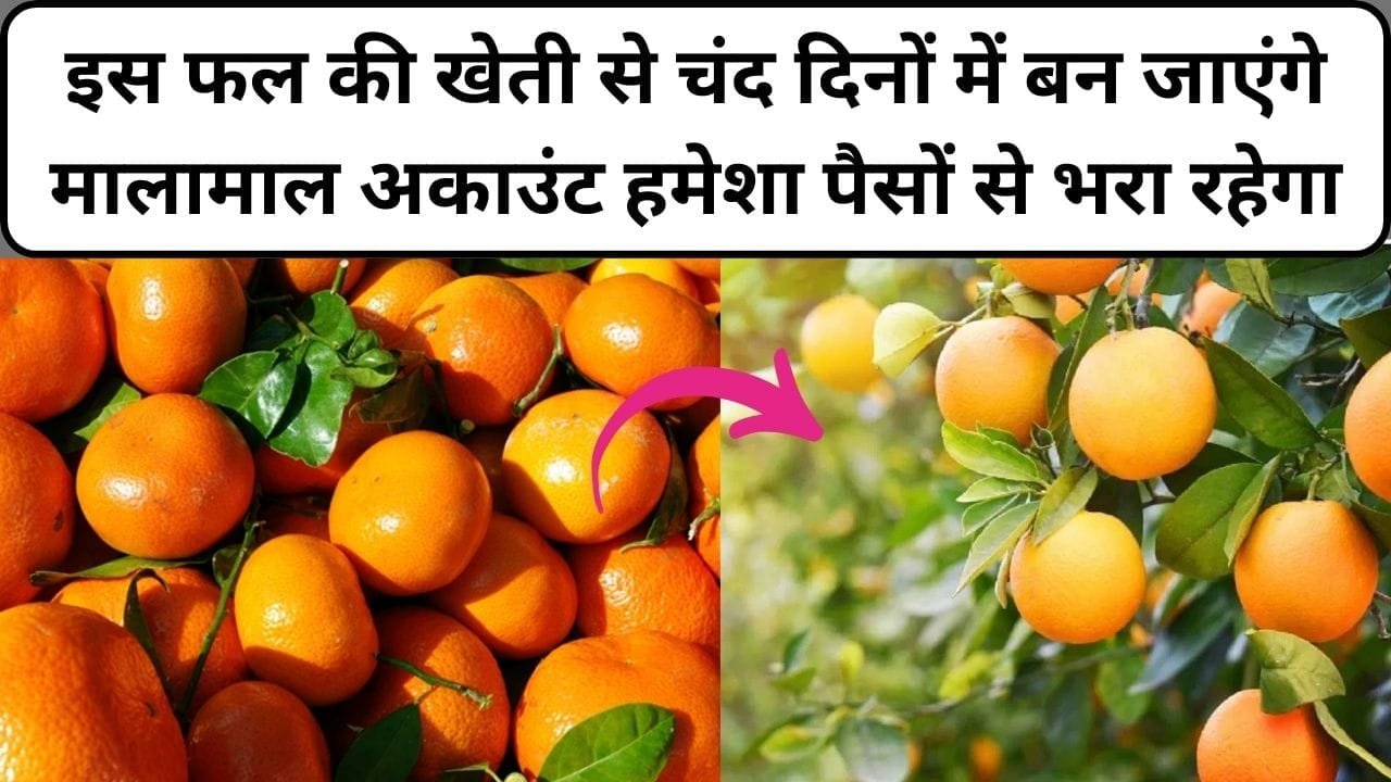 इस फल की खेती से चंद दिनों में बन जाएंगे मालामाल, बैंक अकाउंट हमेशा पैसों से लबालब भरा रहेगा, जाने नाम और काम