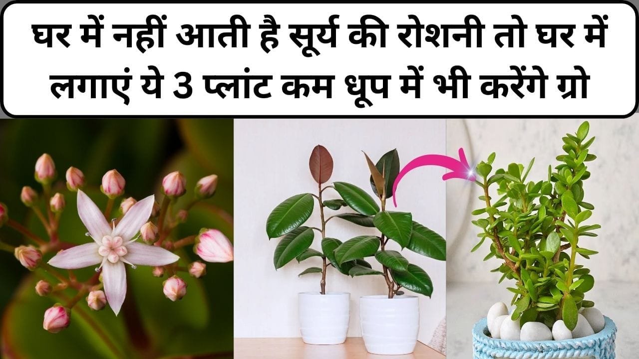 Gardening tips: घर में नहीं आती है सूर्य की रोशनी, लगाना चाहते है पौधे तो घर में लगाएं ये 3 प्लांट कम धूप में भी करेंगे ग्रो, जाने नाम
