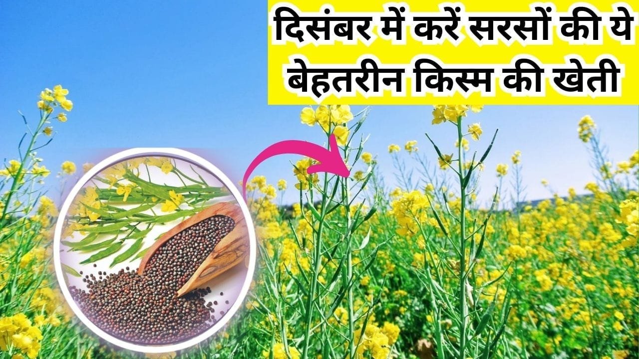 दिसंबर में करें सरसों की ये बेहतरीन किस्म की खेती, लेट बुवाई के बावजूद भी बंपर उत्पादन से लबालब भर जाएगा गोदाम, जाने नाम और काम