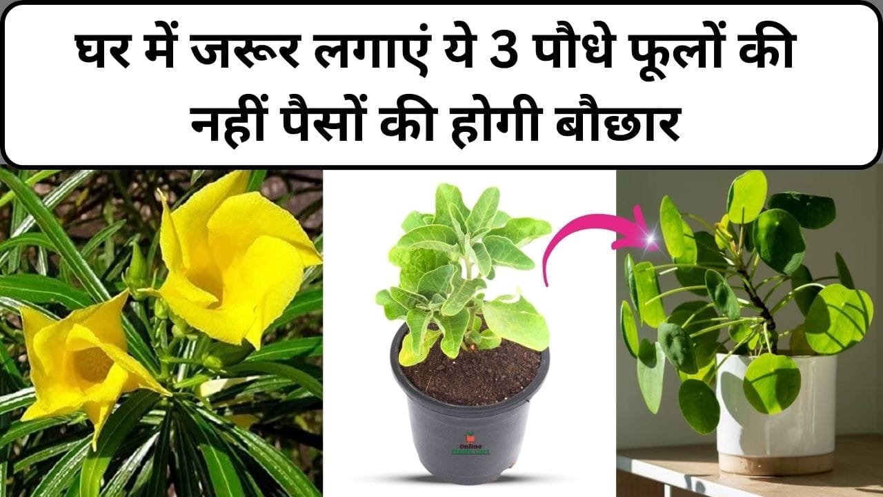 घर में जरूर लगाएं ये 3 पौधे, फूलों की नहीं पैसों की होगी बौछार कंगाली समेत दूर होगी दरिद्रता, जाने नाम और काम