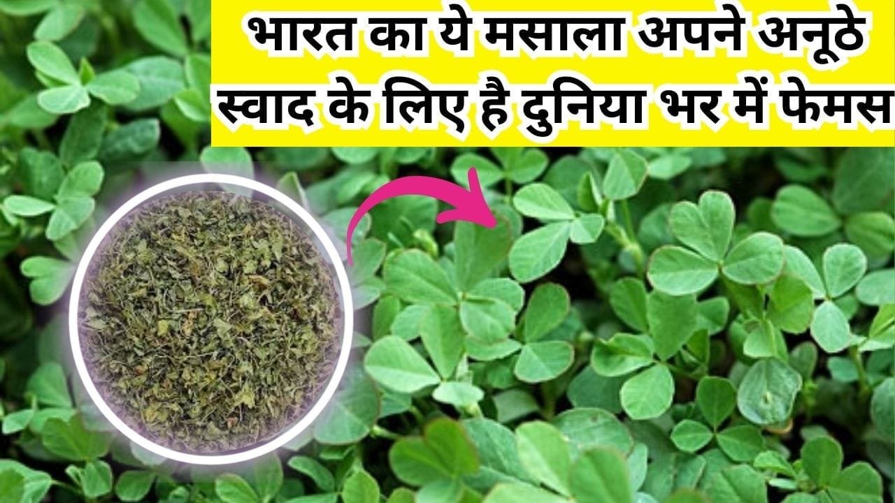 भारत का ये मसाला अपने अनूठे स्वाद के लिए है दुनिया भर में फेमस, इसमें छिपा है पोषक तत्वों का खजाना मार्केट में है खूब डिमांड, जाने नाम