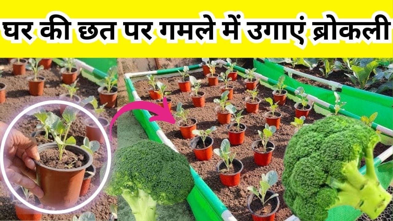 Gardening tips: घर की छत पर गमले में उगाएं ब्रोकली, बाजार से केमिकल वाली महंगी ब्रोकली खरीदने की नहीं होगी झंझट, जाने प्रोसेस