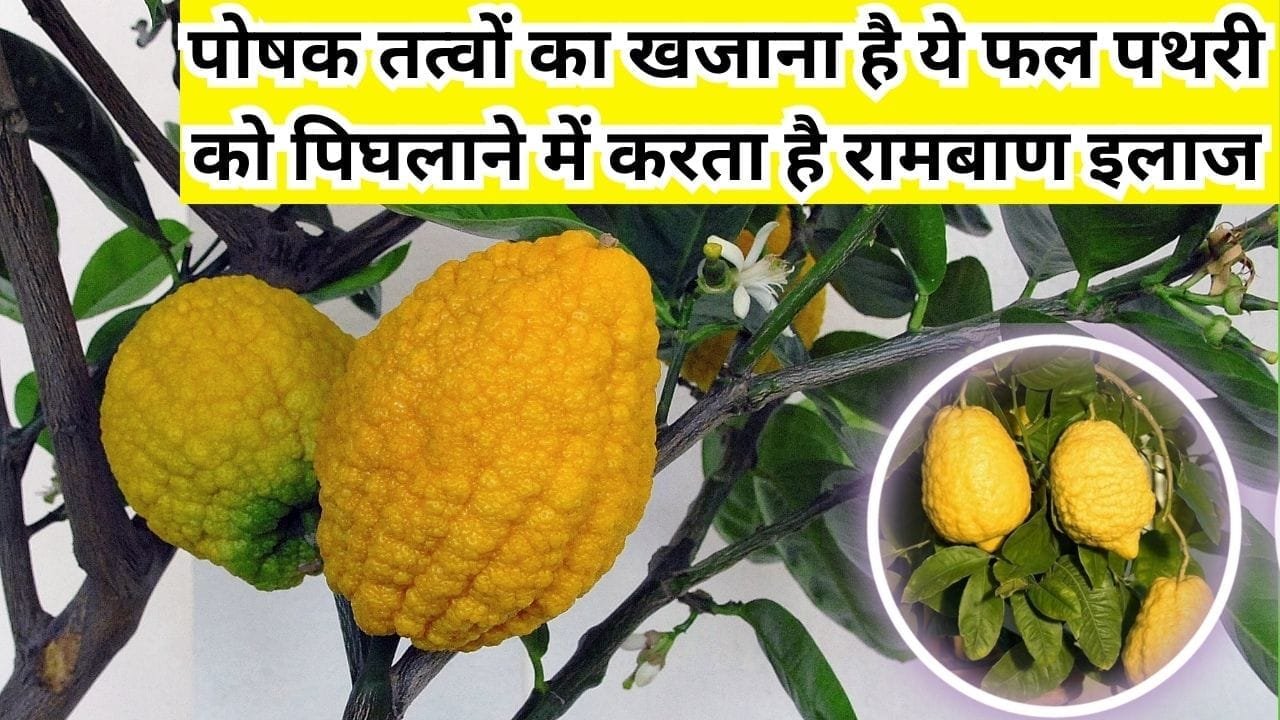 पोषक तत्वों का खजाना है ये फल, सेवन से सेहत में मिलते है गजब के फायदे पथरी को पिघलाने में करता है रामबाण इलाज, जाने नाम और काम