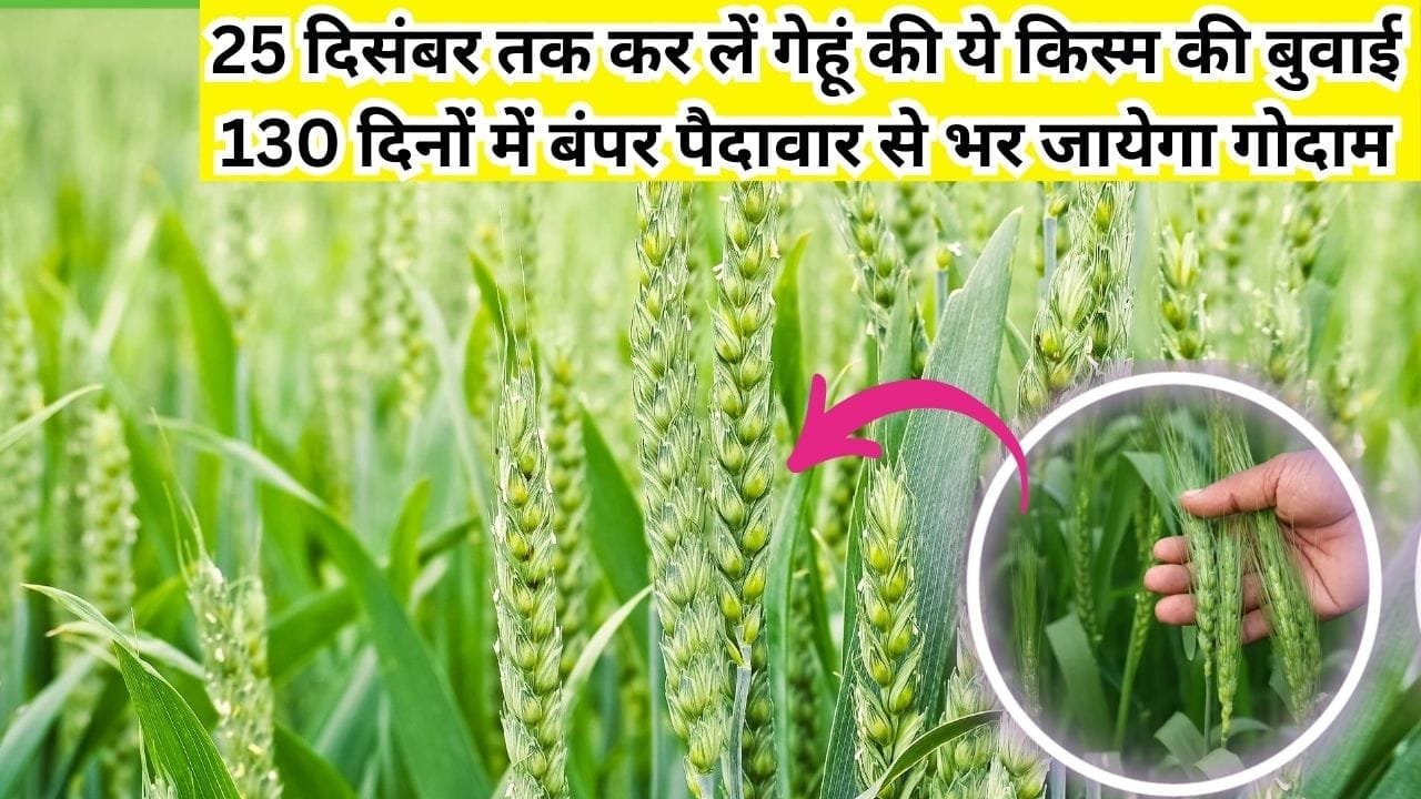 25 दिसंबर तक कर लें गेहूं की ये किस्म की बुवाई, 130 दिनों में होगी तगड़ी कमाई बंपर पैदावार से भर जायेगा गेहूं का गोदाम, जाने बुवाई का तरीका