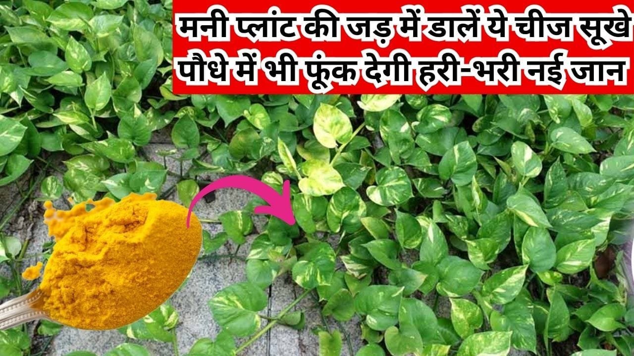 Gardening tips: मनी प्लांट की जड़ में डालें रसोई में रखी ये चीज, सूखे पौधे में भी फूंक देगी हरी-भरी नई जान ढेरों पत्तियों से लद जाएगी बेल, जाने नाम