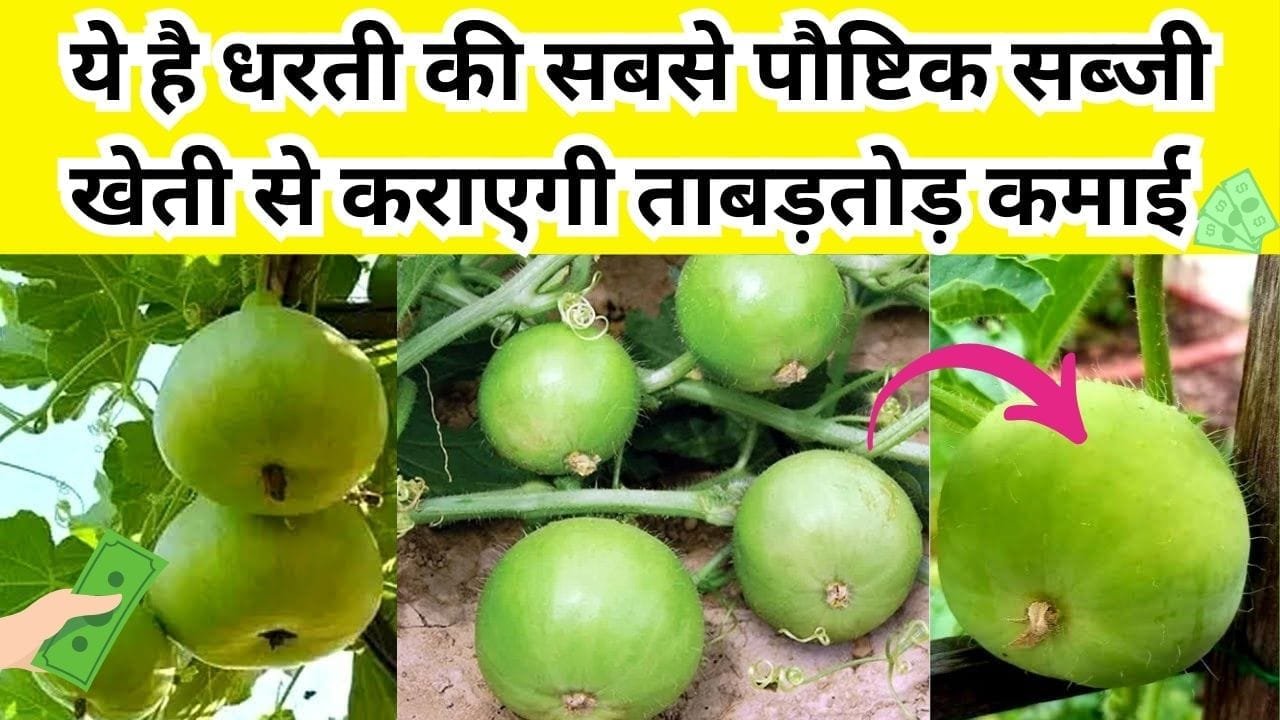 ये है धरती की सबसे पौष्टिक सब्जी, खेती से कराएगी ताबड़तोड़ कमाई बेहद कम लागत में होगा छप्परफाड़ मुनाफा, जाने नाम और काम
