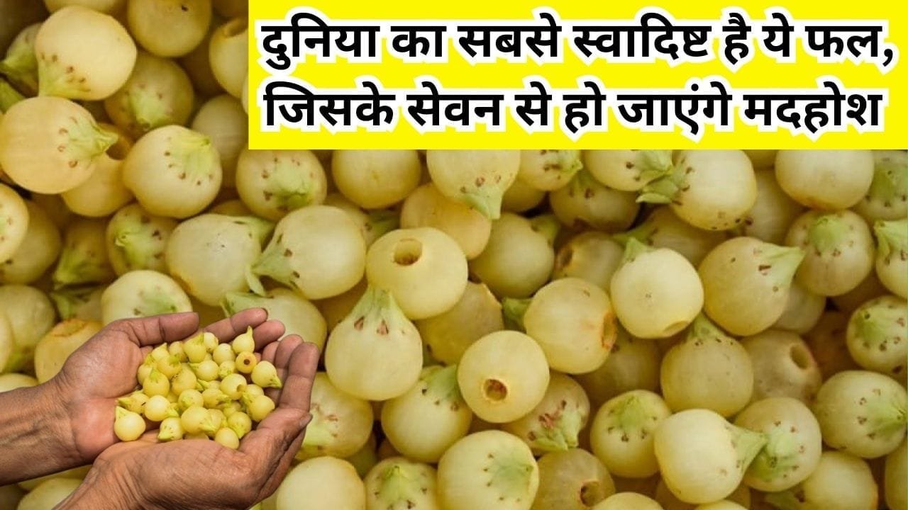दुनिया का सबसे स्वादिष्ट है ये फल, जिसके सेवन से हो जाएंगे मदहोश खेती से होगी जीवन भर मोटी कमाई, जाने नाम और काम