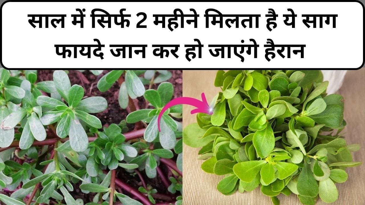 साल में सिर्फ 2 महीने मिलता है ये साग, फायदे जान कर हो जाएंगे हैरान सर्दियों में सेहतमंद रहने का है इसमें इलाज, जाने नाम और काम