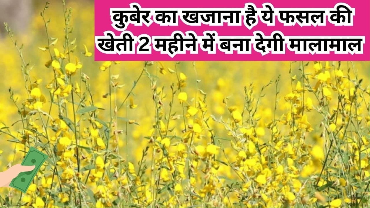 कुबेर का खजाना है ये फसल की खेती, 2 महीने में बना देगी मालामाल खाद पानी का खर्चा भी बच जाएगा, जाने नाम और काम