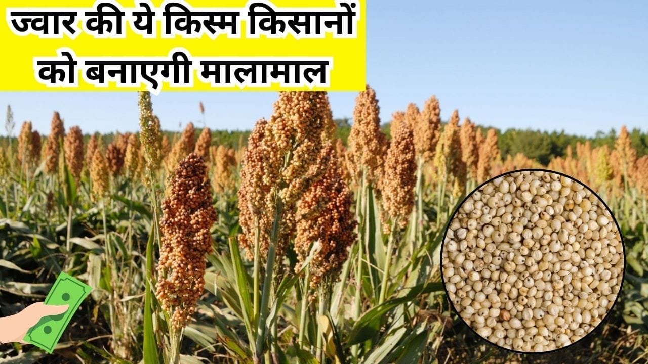 ज्वार की ये किस्म किसानों को बनाएगी मालामाल, कम लागत में होगा अधिक मुनाफा और बंपर उत्पादन, जाने नाम और काम
