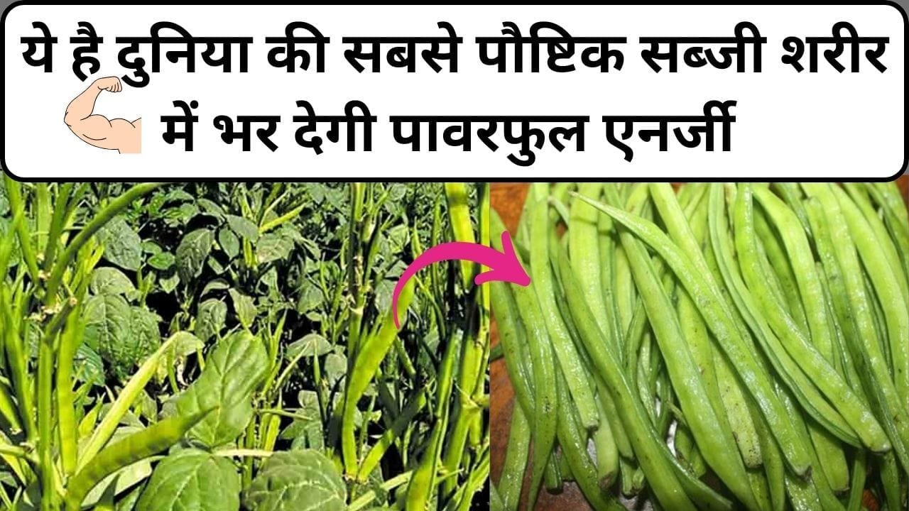 ये है दुनिया की सबसे पौष्टिक सब्जी, शरीर में भर देगी पावरफुल एनर्जी खाते ही कमजोरी होगी गायब, जाने नाम और काम
