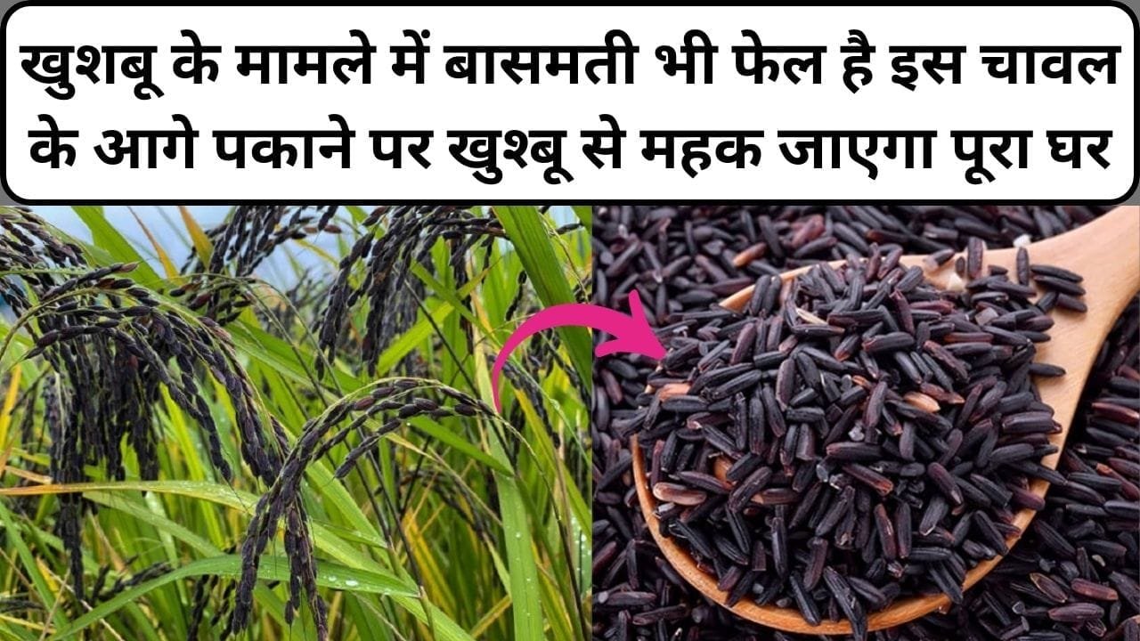 खुशबू के मामले में बासमती भी फेल है इस चावल के आगे, पकाने पर खुश्बू से महक जाएगा पूरा घर मार्केट में है खूब डिमाडं, जाने नाम और काम