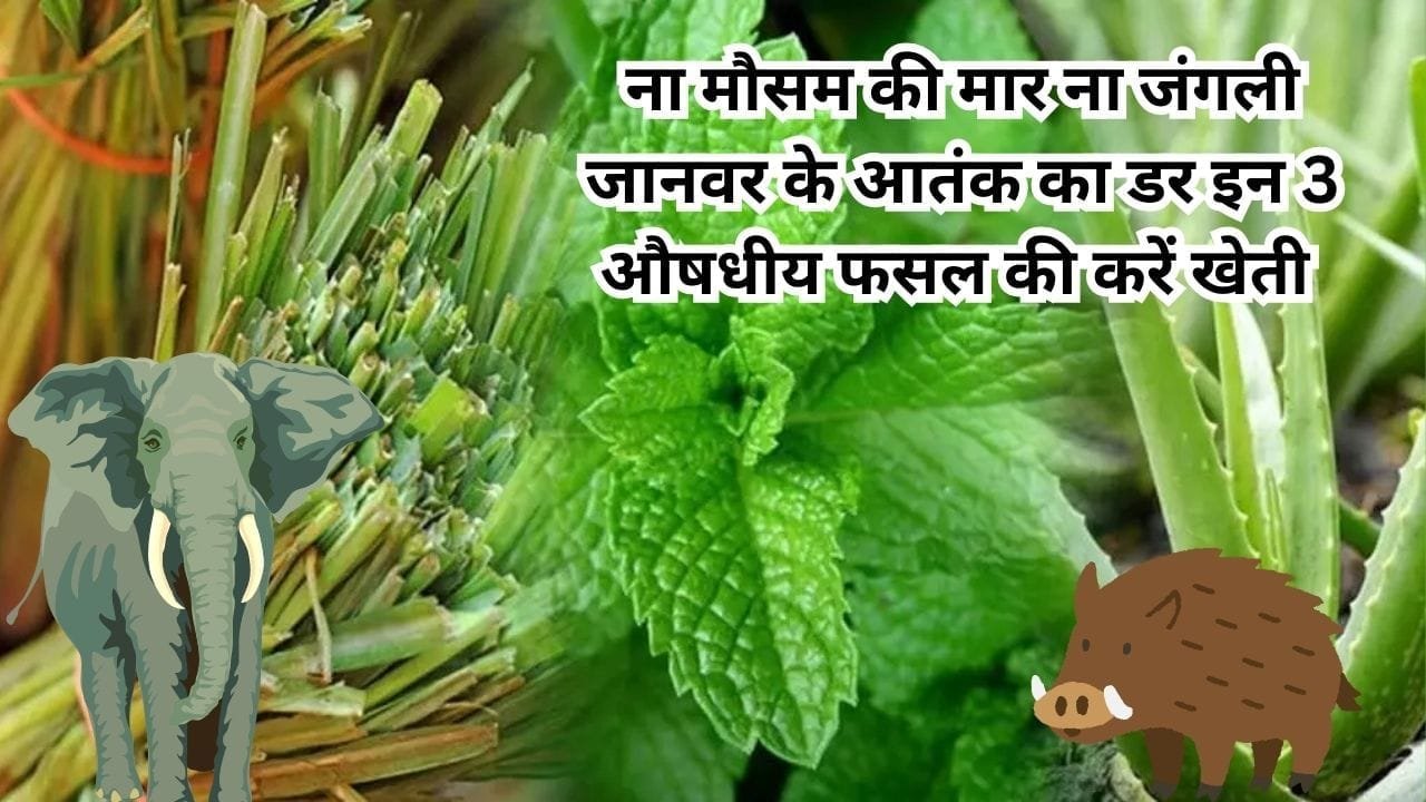 ना मौसम की मार, ना जंगली जानवर के आतंक का डर इन 3 औषधीय फसल की करें खेती छप्परफाड़ होगी कमाई, जाने नाम और काम