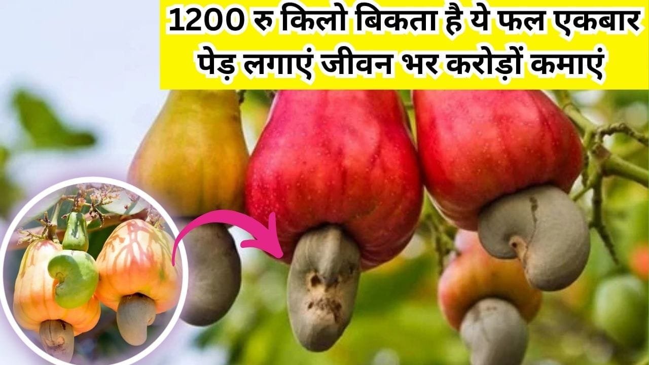 1200 रूपए किलो बिकता है ये फल, एकबार पेड़ लगाएं जीवन भर करोड़ों कमाएं मार्केट में हर समय रहती है खूब डिमांड, जाने नाम और काम