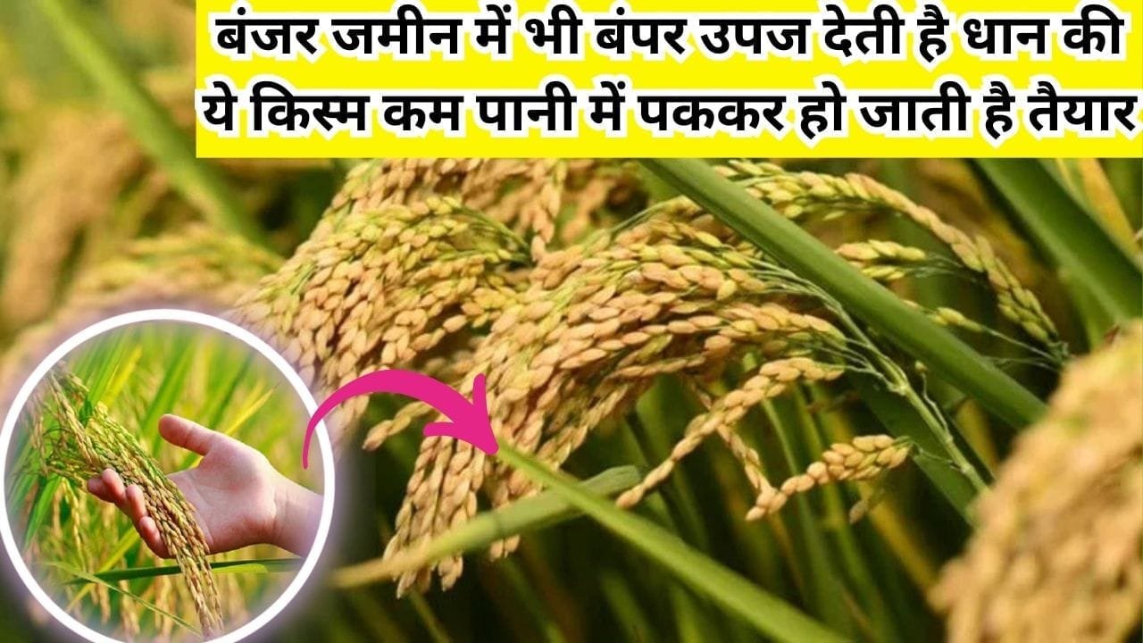 बंजर जमीन में भी बंपर उपज देती है धान की ये किस्म, कम पानी में पककर हो जाती है तैयार किसानों की हो जाएगी मौज, जाने नाम