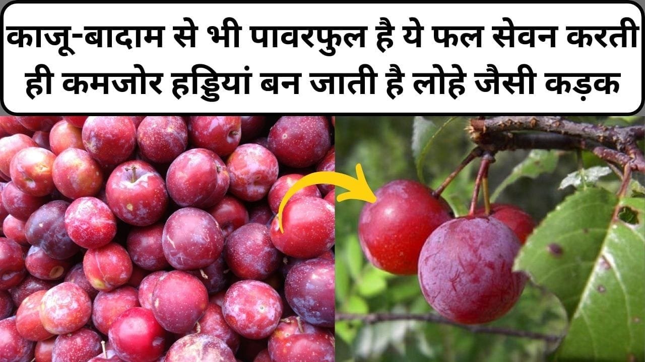 काजू-बादाम से भी पावरफुल है ये फल, सेवन करती ही कमजोर हड्डियां बन जाती है लोहे जैसी कड़क फायदे जान हो जाएंगे हैरान, जाने नाम