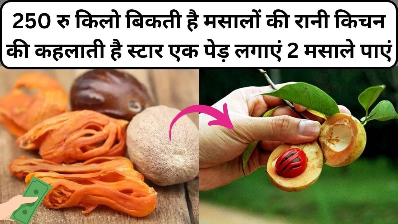 250 रूपए किलो बिकती है मसालों की ये रानी, किचन की कहलाती है स्टार एक पेड़ लगाएं 2 मसाले पाएं, जाने नाम और काम