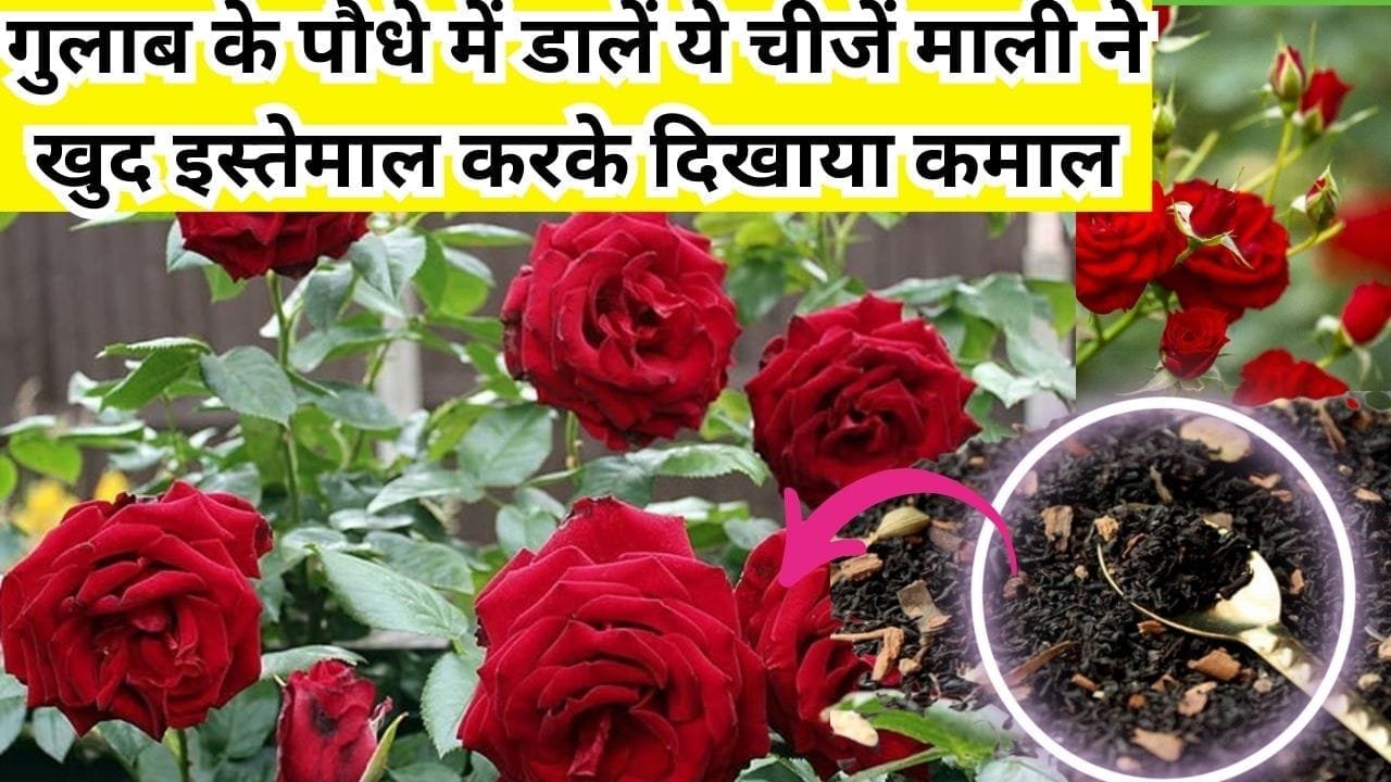 Gardening tips: गुलाब के पौधे में डालें ये चीजें, गुच्छों में फूलों से लद जाएगा पौधा माली ने खुद इस्तेमाल करके दिखाया कमाल, जाने नाम